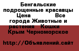 Бенгальские подрощенные красавцы. › Цена ­ 20 000 - Все города Животные и растения » Кошки   . Крым,Черноморское